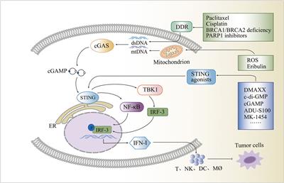 Targeting the stimulator of interferon genes (STING) in breast cancer